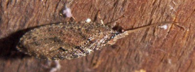 Wesmaelius sp.